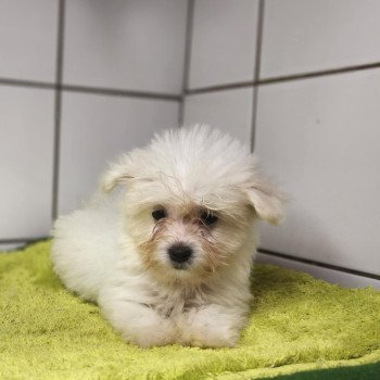 chiot Coton de tulear Blc V Élevage du Royaume des P'tits Loups