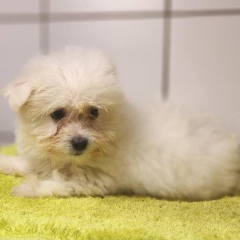 chiot Coton de tulear Blc V Élevage du Royaume des P'tits Loups