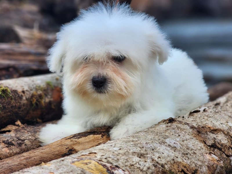 V Femelle Coton de tulear