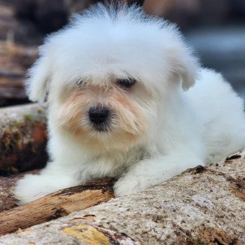 chiot Coton de tulear Blc V Élevage du Royaume des P'tits Loups