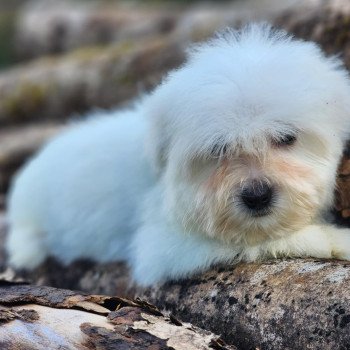 chiot Coton de tulear Blc V Élevage du Royaume des P'tits Loups