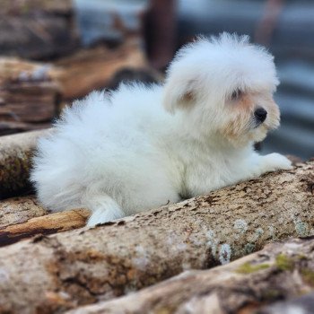 chiot Coton de tulear Blc V Élevage du Royaume des P'tits Loups