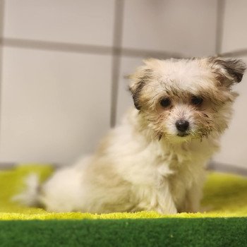 chiot Coton de tulear Sab.PBl.Env. V Élevage du Royaume des P'tits Loups