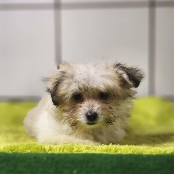 chiot Coton de tulear Sab.PBl.Env. V Élevage du Royaume des P'tits Loups