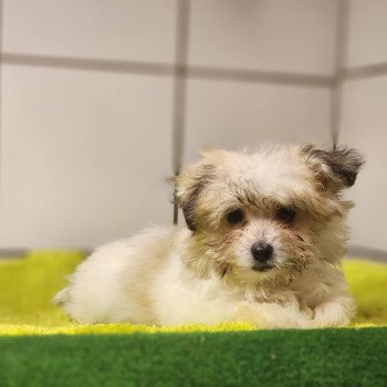 chiot Coton de tulear Sab.PBl.Env. V Élevage du Royaume des P'tits Loups