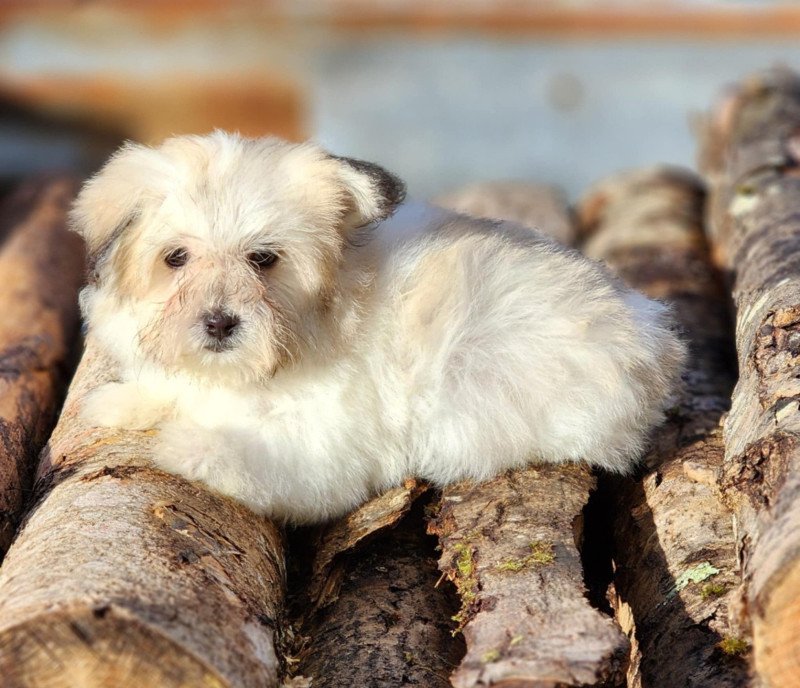 V Femelle Coton de tulear