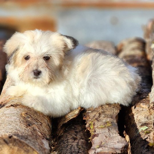 V Femelle Coton de tulear