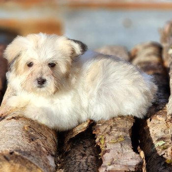 chiot Coton de tulear Sab.PBl.Env. V Élevage du Royaume des P'tits Loups