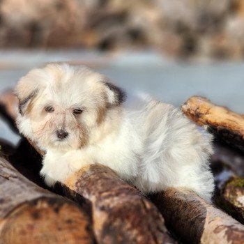 chiot Coton de tulear Sab.PBl.Env. V Élevage du Royaume des P'tits Loups