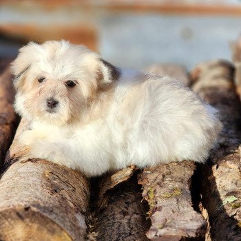 chiot Coton de tulear Sab.PBl.Env. V Élevage du Royaume des P'tits Loups