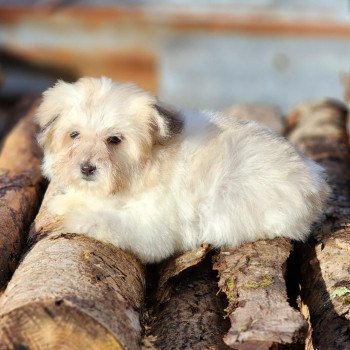 chiot Coton de tulear Sab.PBl.Env. V Élevage du Royaume des P'tits Loups