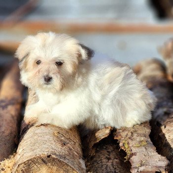 chiot Coton de tulear Sab.PBl.Env. V Élevage du Royaume des P'tits Loups