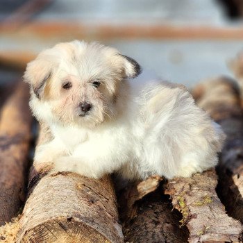 chiot Coton de tulear Sab.PBl.Env. V Élevage du Royaume des P'tits Loups