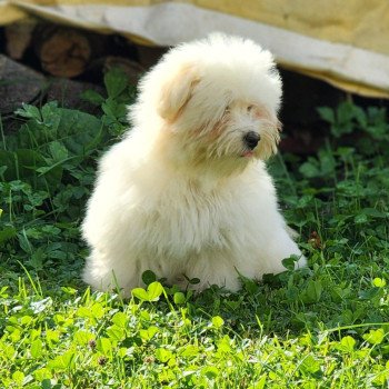 chiot Coton de tulear V Élevage du Royaume des P'tits Loups