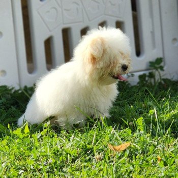 chiot Coton de tulear V Élevage du Royaume des P'tits Loups