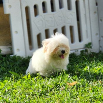 chiot Coton de tulear V Élevage du Royaume des P'tits Loups