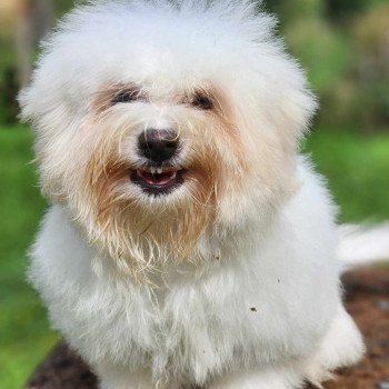 chiot Coton de tulear V Élevage du Royaume des P'tits Loups