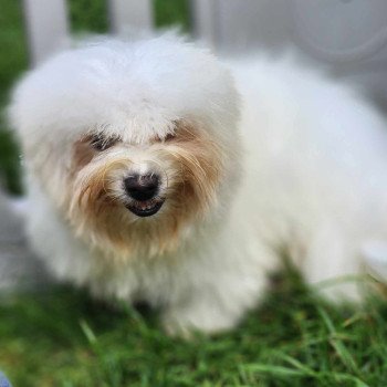 chiot Coton de tulear V Élevage du Royaume des P'tits Loups