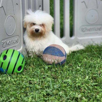 chiot Coton de tulear V Élevage du Royaume des P'tits Loups