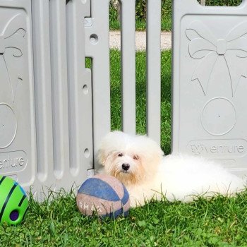 chiot Coton de tulear V Élevage du Royaume des P'tits Loups