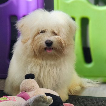 chiot Coton de tulear V Élevage du Royaume des P'tits Loups