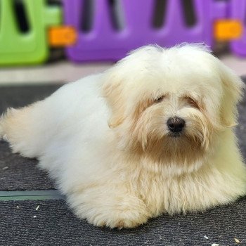 chiot Coton de tulear V Élevage du Royaume des P'tits Loups