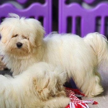 chiot Coton de tulear V Élevage du Royaume des P'tits Loups