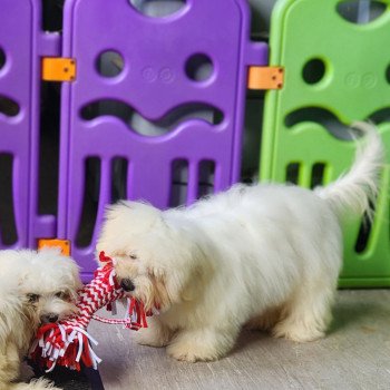 chiot Coton de tulear V Élevage du Royaume des P'tits Loups