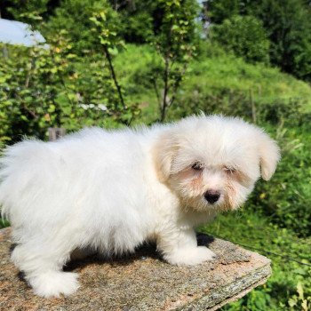 chiot Coton de tulear V Élevage du Royaume des P'tits Loups