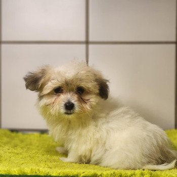 chiot Coton de tulear Sab.PBl.Env. V Élevage du Royaume des P'tits Loups