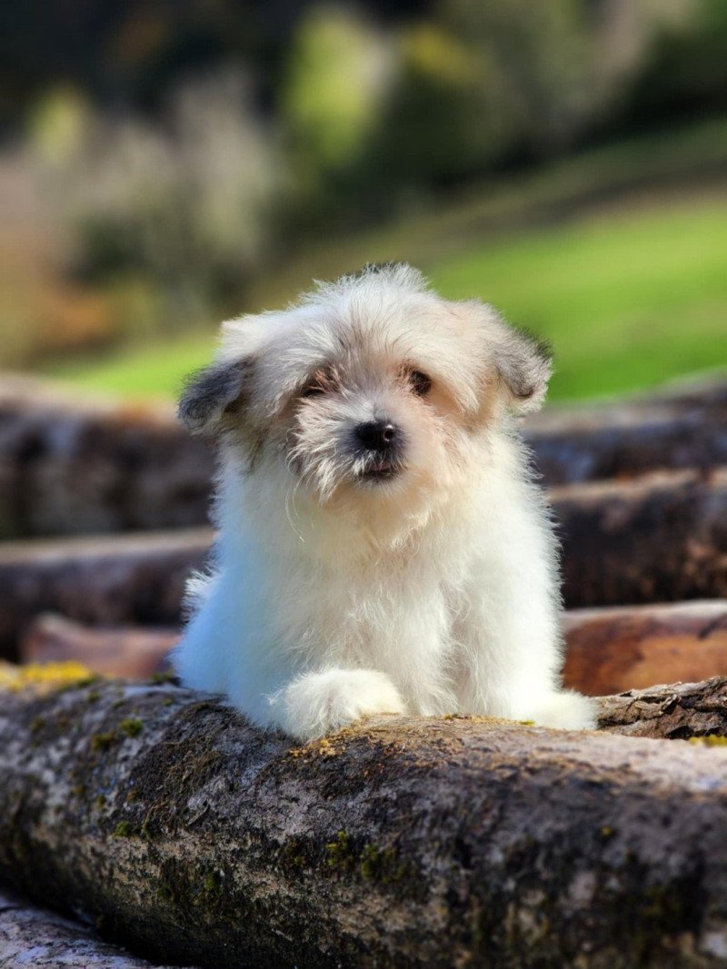 V Femelle Coton de tulear