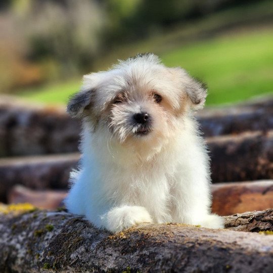 V Femelle Coton de tulear