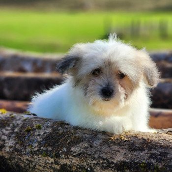 chiot Coton de tulear Sab.PBl.Env. V Élevage du Royaume des P'tits Loups