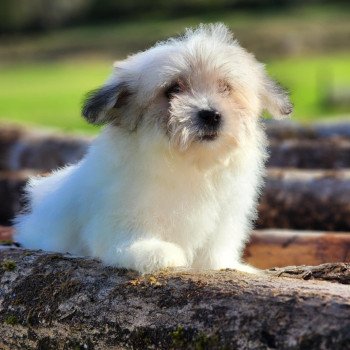 chiot Coton de tulear Sab.PBl.Env. V Élevage du Royaume des P'tits Loups