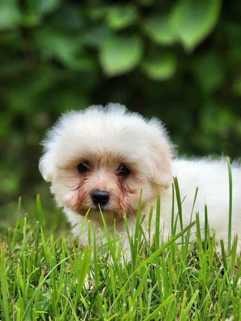 V Mâle Coton de tulear