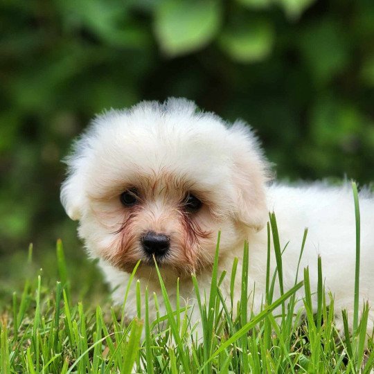 V Mâle Coton de tulear