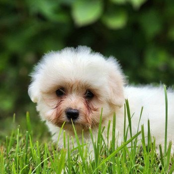 chiot Coton de tulear V Élevage du Royaume des P'tits Loups