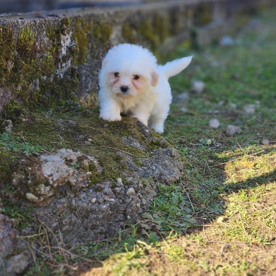Valek du royaume des p'tits loups Mâle Coton de tulear