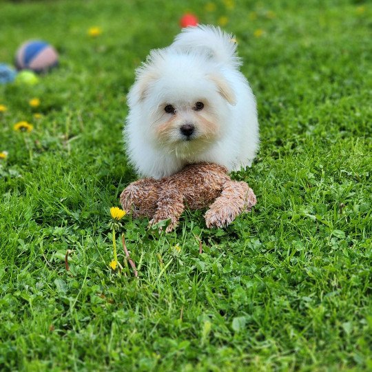 Valek du royaume des p'tits loups Mâle Coton de tulear