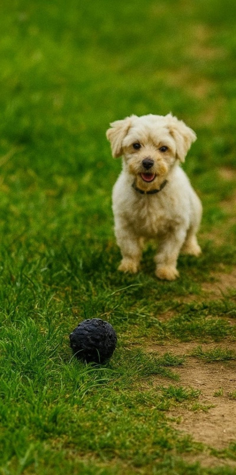 Vedette du royaume des p'tits loups Femelle Coton de tulear