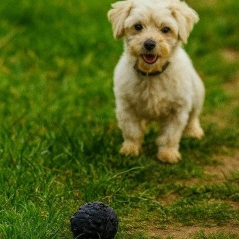 chien Coton de tulear Vedette du royaume des p'tits loups Élevage du Royaume des P'tits Loups