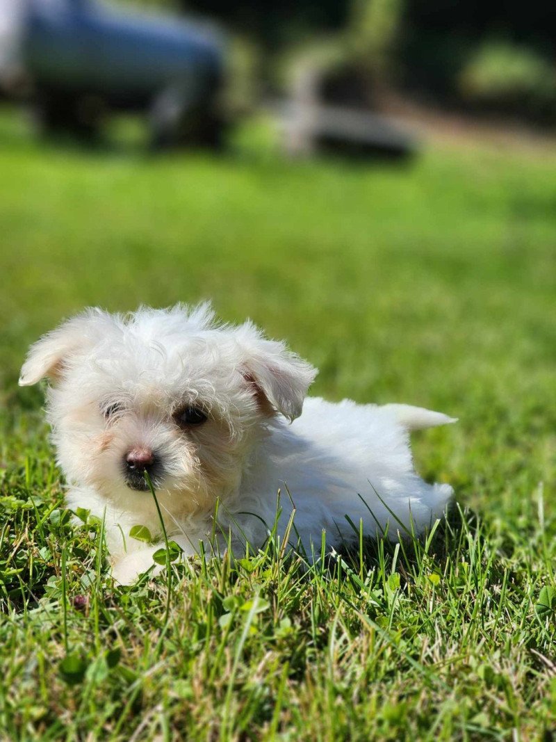 villow du royaume des p'tits loups (réserver) Femelle Coton de tulear