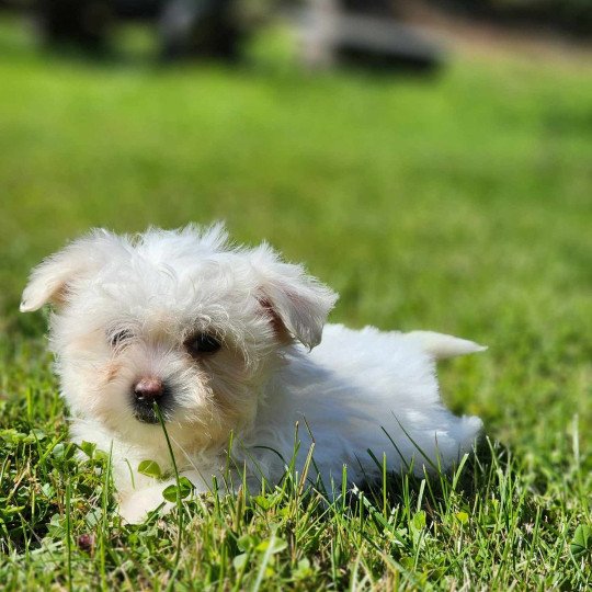 villow du royaume des p'tits loups (réserver) Femelle Coton de tulear