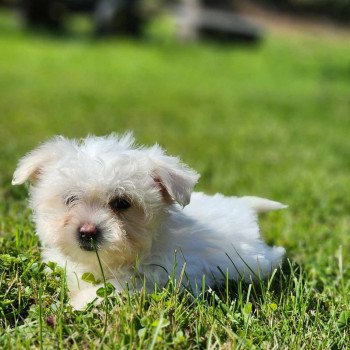 chiot Coton de tulear villow du royaume des p'tits loups Élevage du Royaume des P'tits Loups