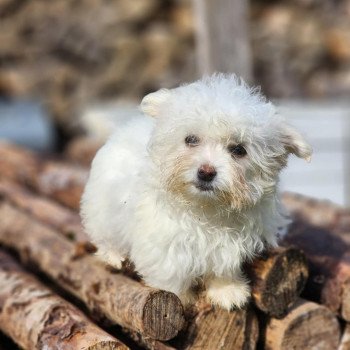 chiot Coton de tulear villow du royaume des p'tits loups Élevage du Royaume des P'tits Loups