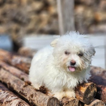 chiot Coton de tulear villow du royaume des p'tits loups Élevage du Royaume des P'tits Loups