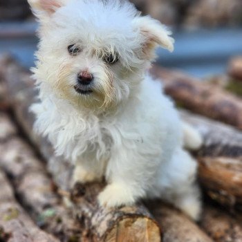 chiot Coton de tulear villow du royaume des p'tits loups Élevage du Royaume des P'tits Loups