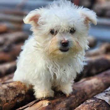 chiot Coton de tulear villow du royaume des p'tits loups Élevage du Royaume des P'tits Loups