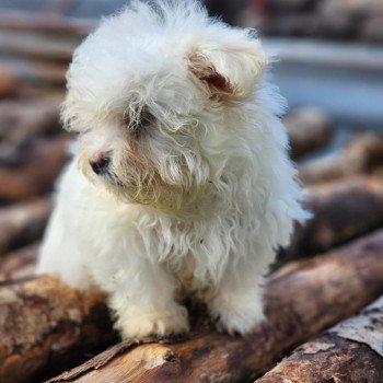 chiot Coton de tulear villow du royaume des p'tits loups Élevage du Royaume des P'tits Loups