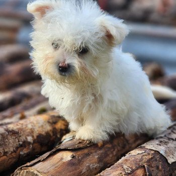 chiot Coton de tulear villow du royaume des p'tits loups Élevage du Royaume des P'tits Loups